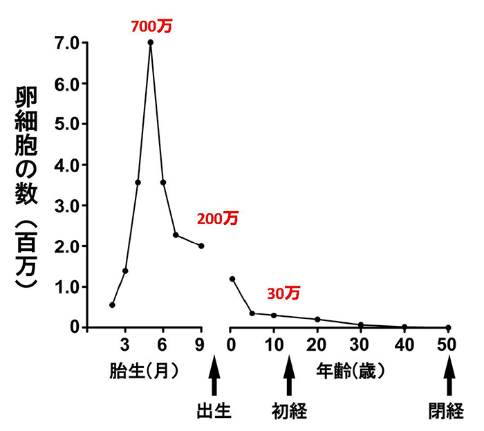 年齢による卵細胞数の変化のグラフ