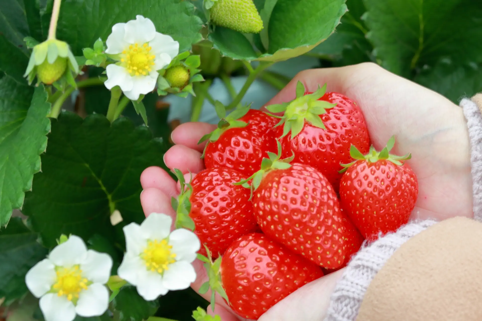 いちごの美味しい時期♪