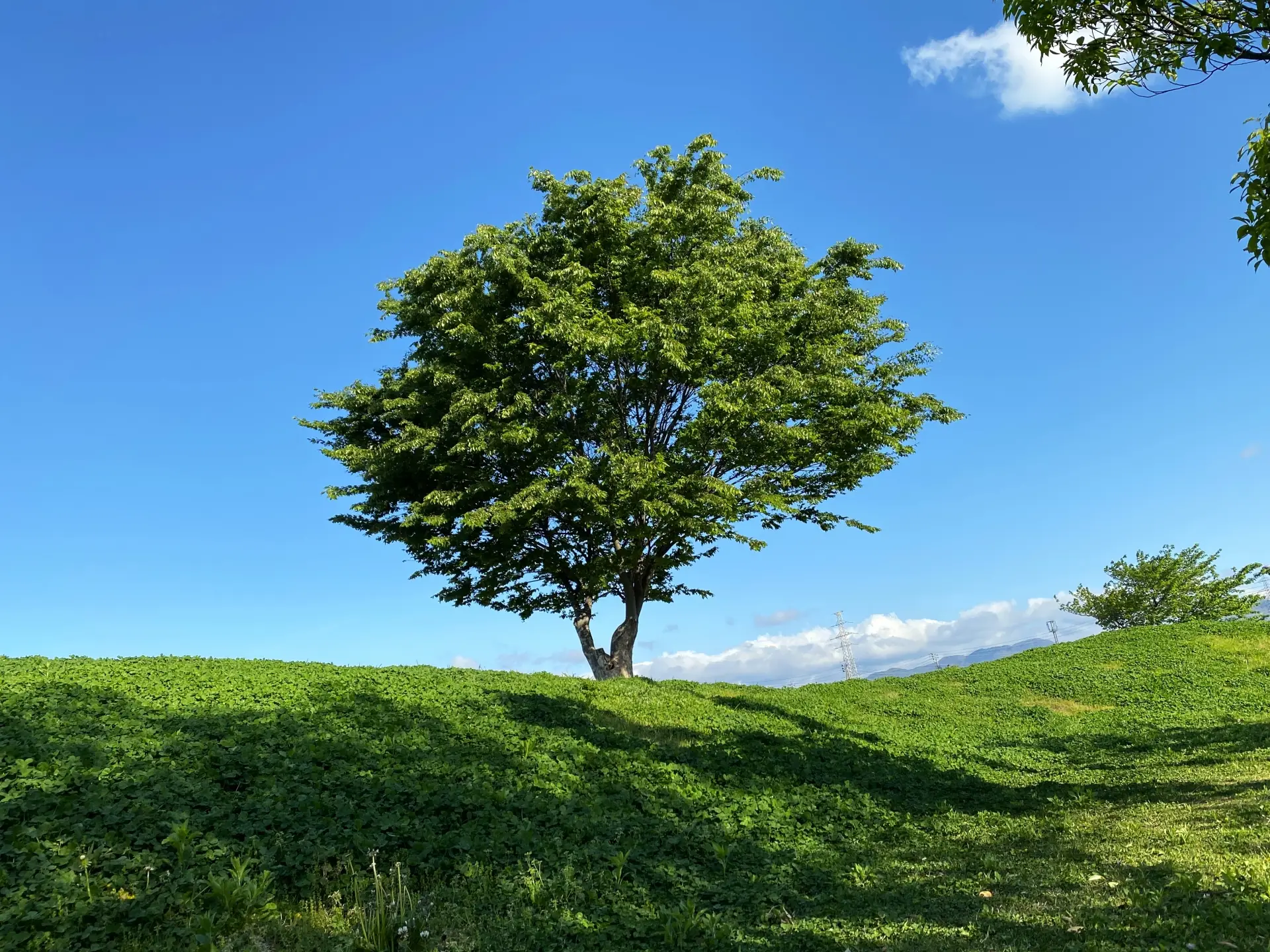 卵子提供でも自然周期が有利：6万7000周期から見えてきた自然周期移植の可能性
